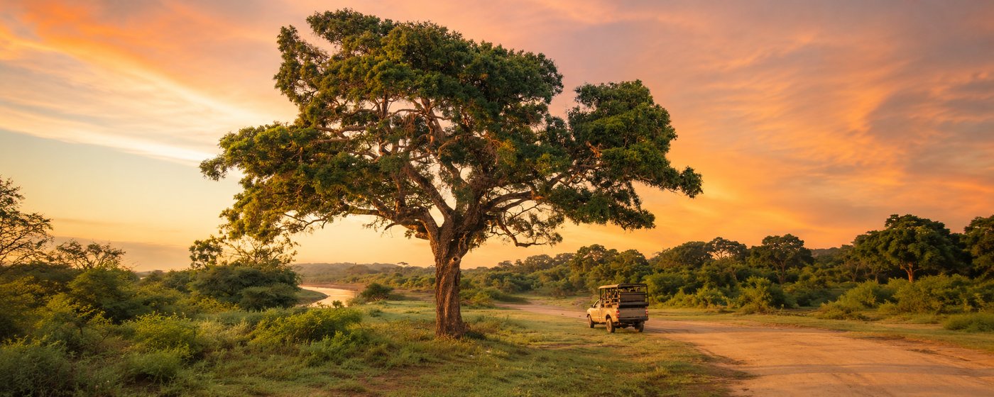 Yala Safari