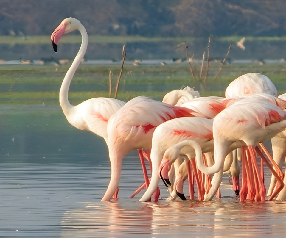 Discover Nature's Aviary