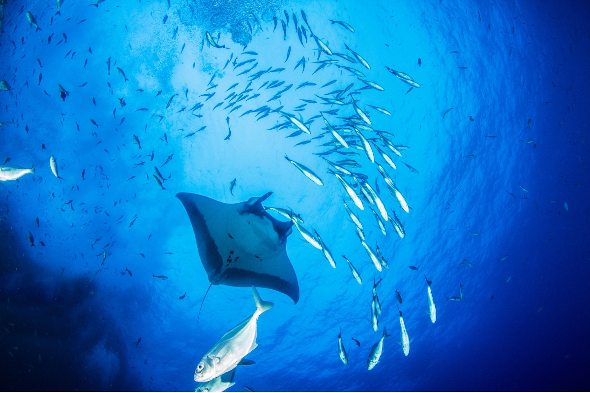 Manta Ray Conservation Dive