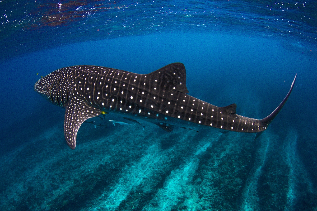 Whale Shark Snorkel and Survey