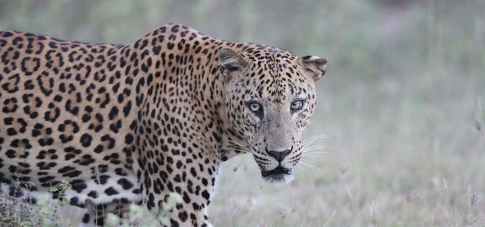 Wildlife
