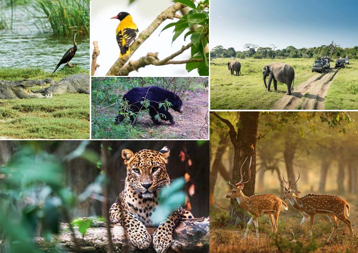 Collage of wildlife in Sri Lanka featuring leopards, sloth bears, birdwatching, Minneriya safari, and deer herd in Yala